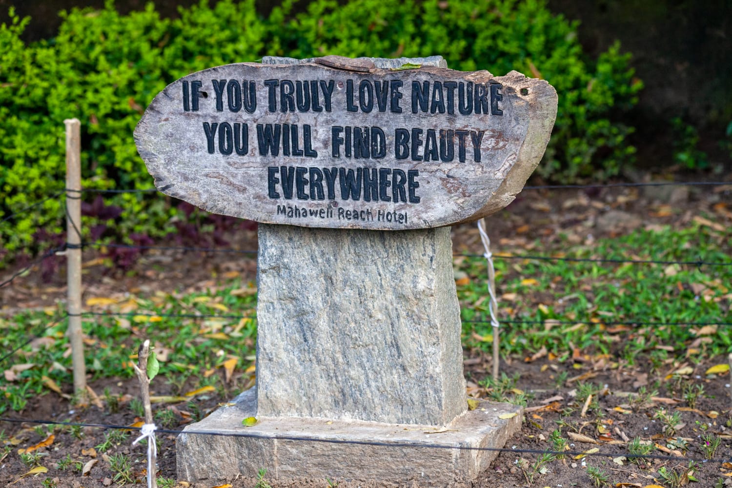 nature