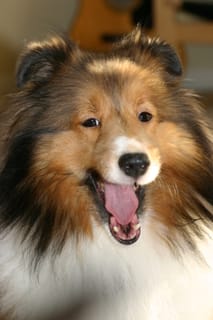 Roxy Ballance - I'm a Lion