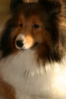 Roxy Ballance - bashful