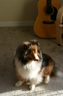 Roxy Ballance - Did I leave a treat on the floor?