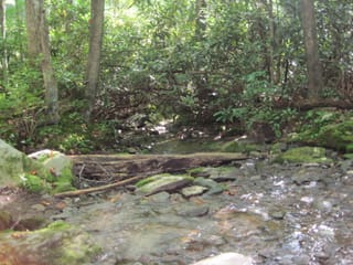 Hazel Creek Hike - Great Smoky Mountains, NC 6