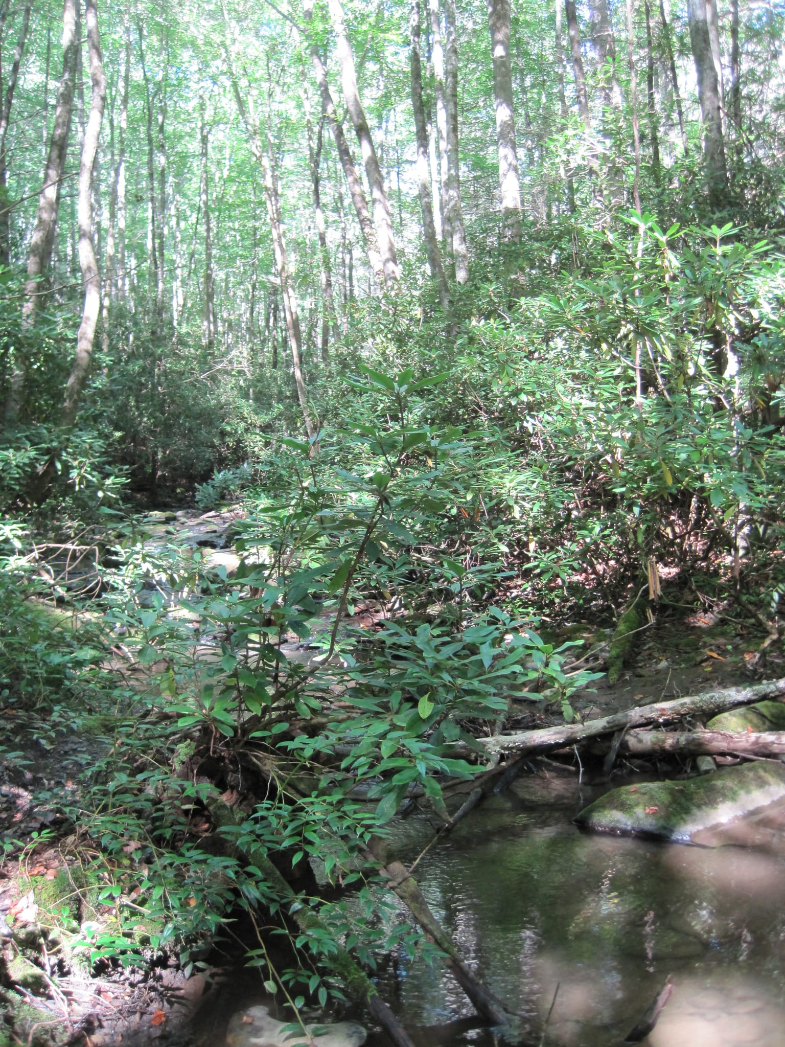 Hazel Creek Hike - Great Smoky Mountains, NC 191