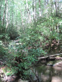 Hazel Creek Hike - Great Smoky Mountains, NC 191