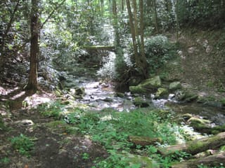 Hazel Creek Hike - Great Smoky Mountains, NC 12