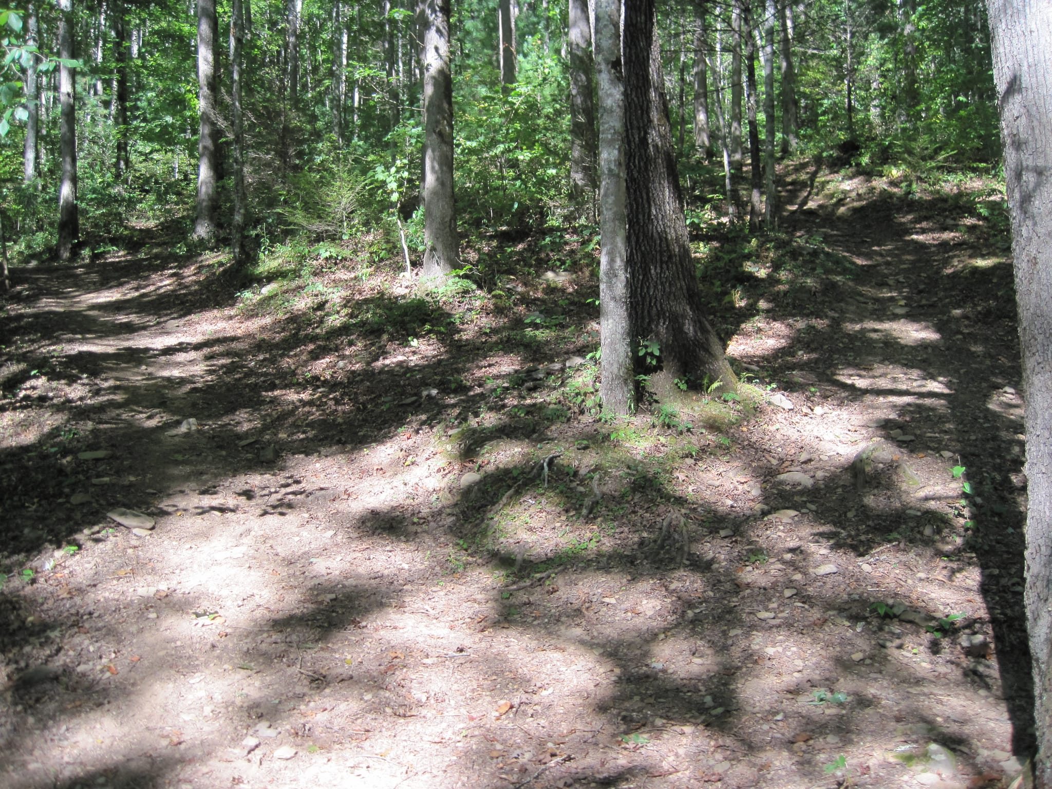 Hazel Creek Hike - Great Smoky Mountains, NC 16