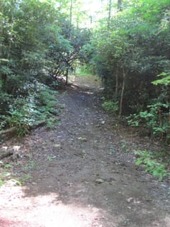 Hazel Creek Hike - Great Smoky Mountains, NC 207