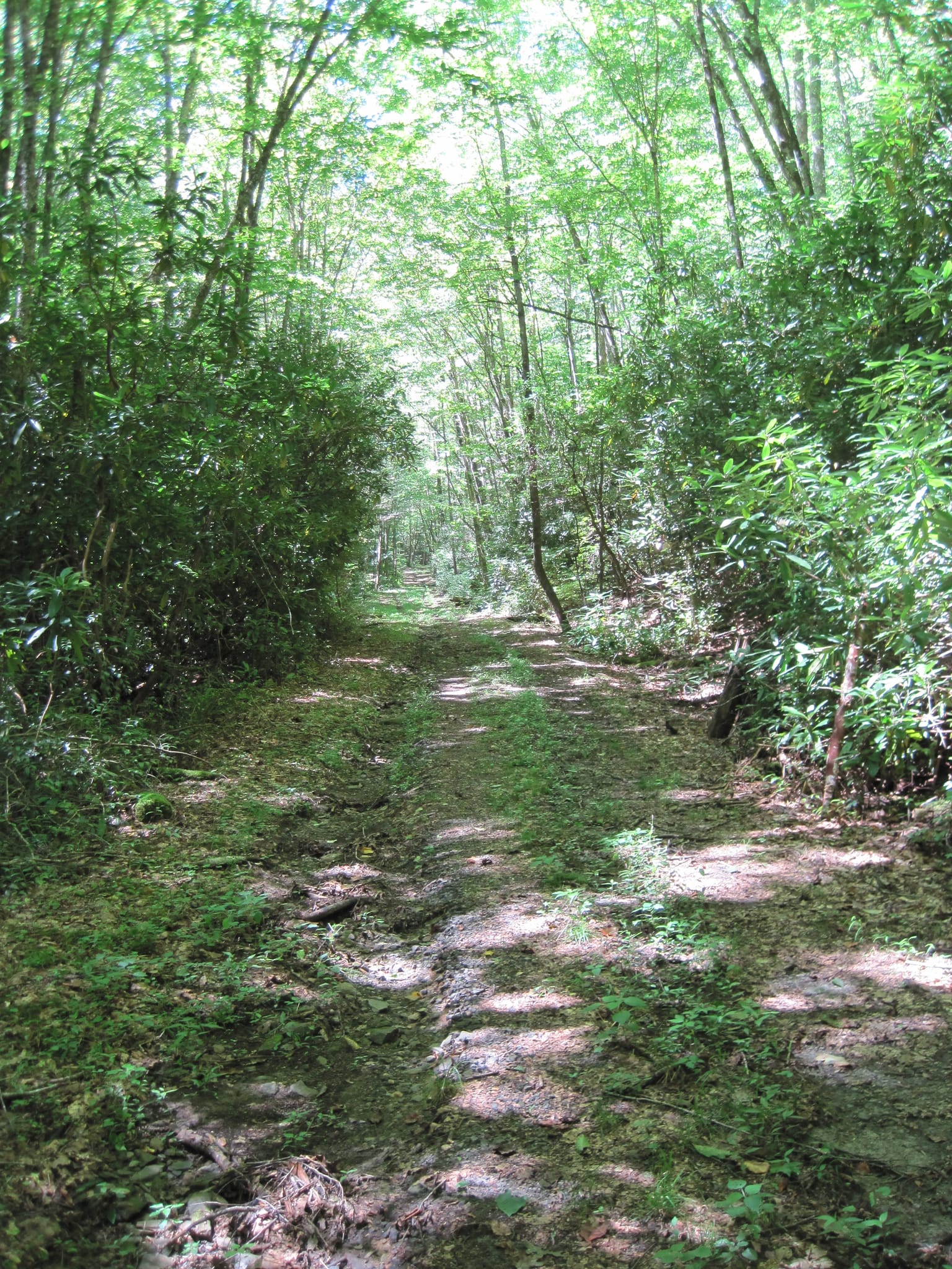 Hazel Creek Hike - Great Smoky Mountains, NC 210