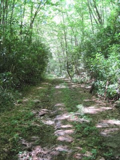Hazel Creek Hike - Great Smoky Mountains, NC 210