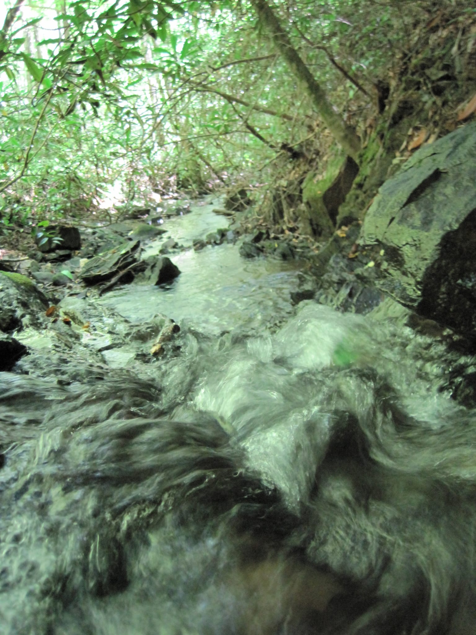 Hazel Creek Hike - Great Smoky Mountains, NC 211