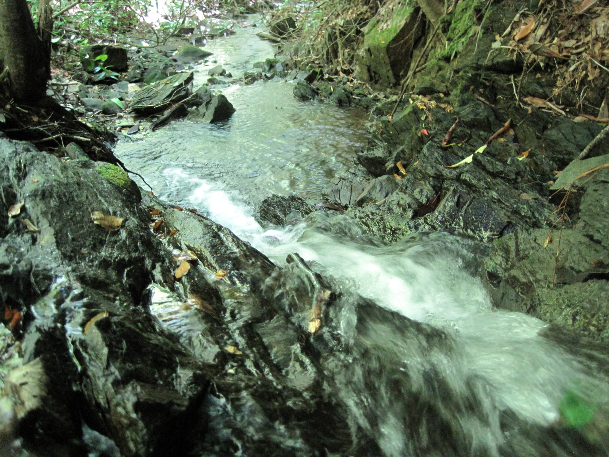 Hazel Creek Hike - Great Smoky Mountains, NC 30