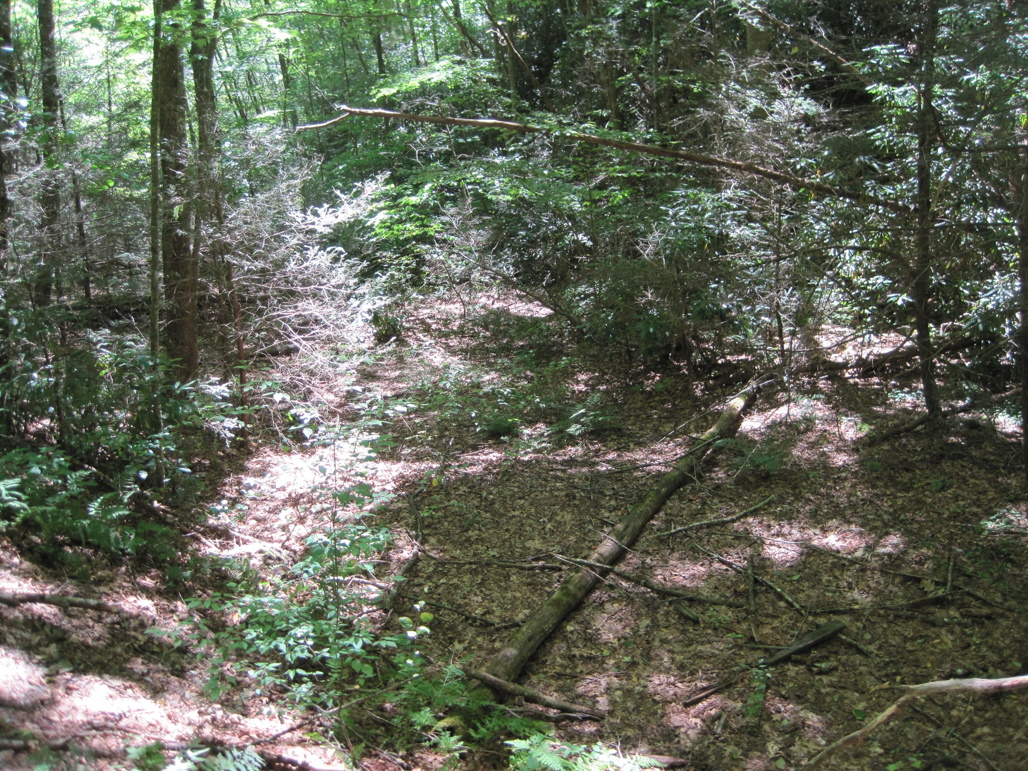 Hazel Creek Hike - Great Smoky Mountains, NC 34