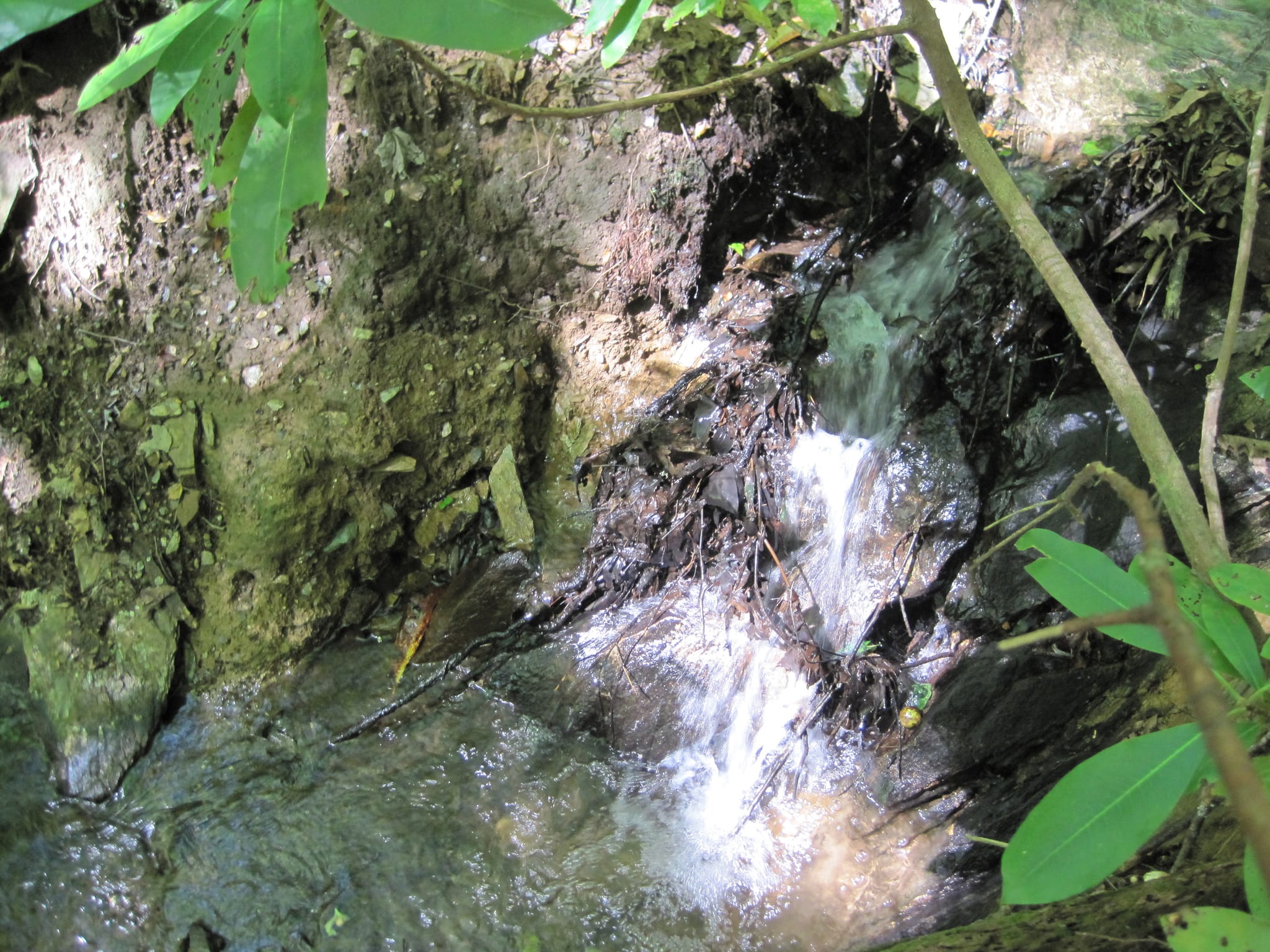 Hazel Creek Hike - Great Smoky Mountains, NC 35