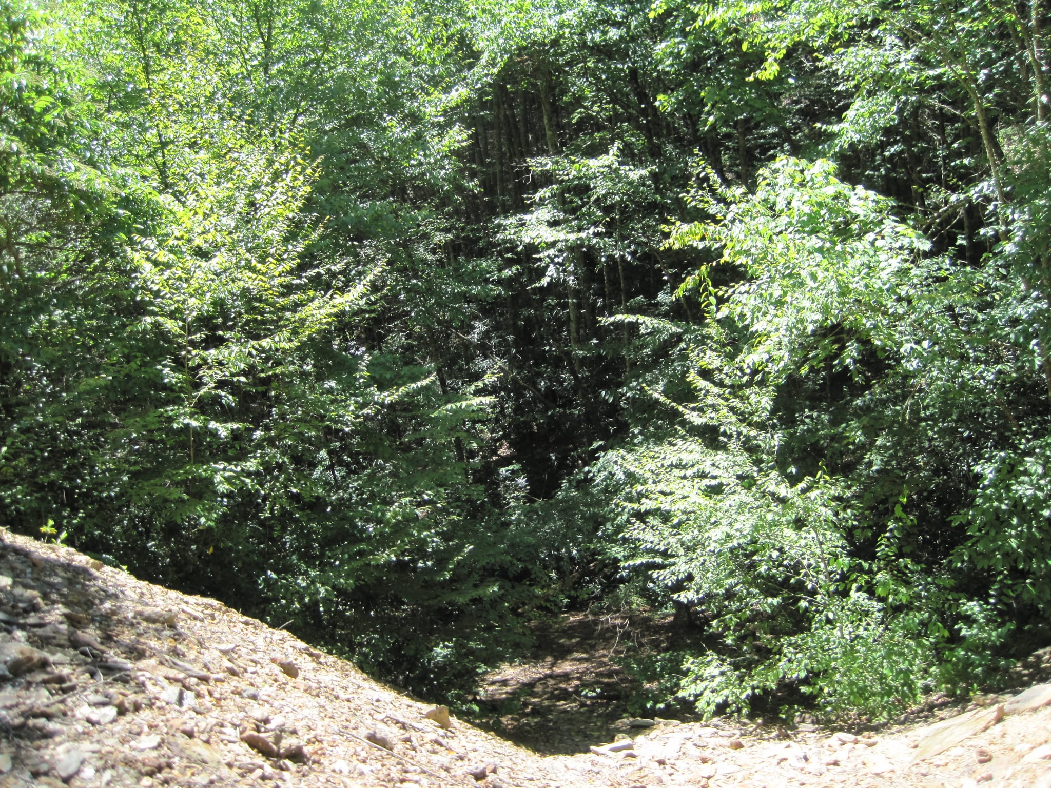 Hazel Creek Hike - Great Smoky Mountains, NC 50