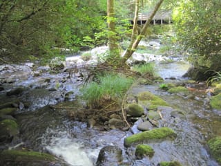 Hazel Creek Hike - Great Smoky Mountains, NC 124