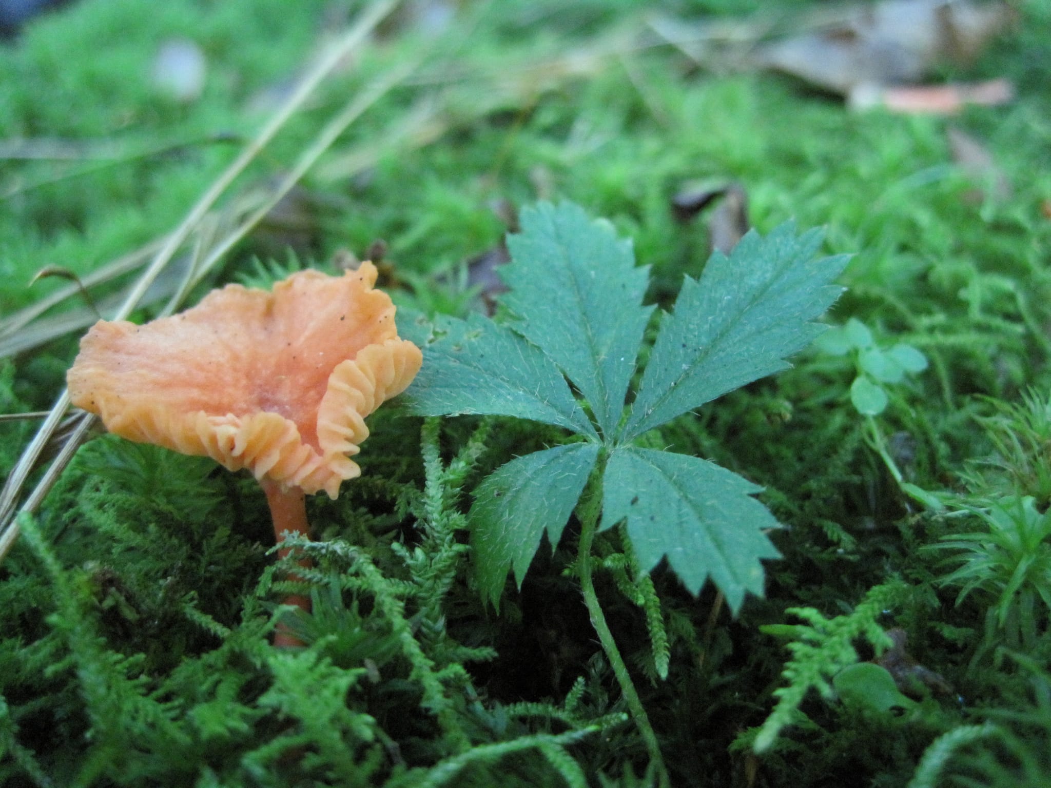 Hazel Creek Hike - Great Smoky Mountains, NC 128