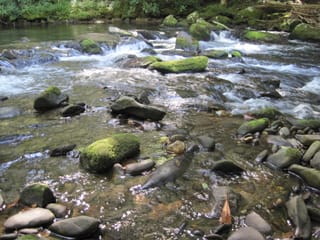 Hazel Creek Hike - Great Smoky Mountains, NC 130