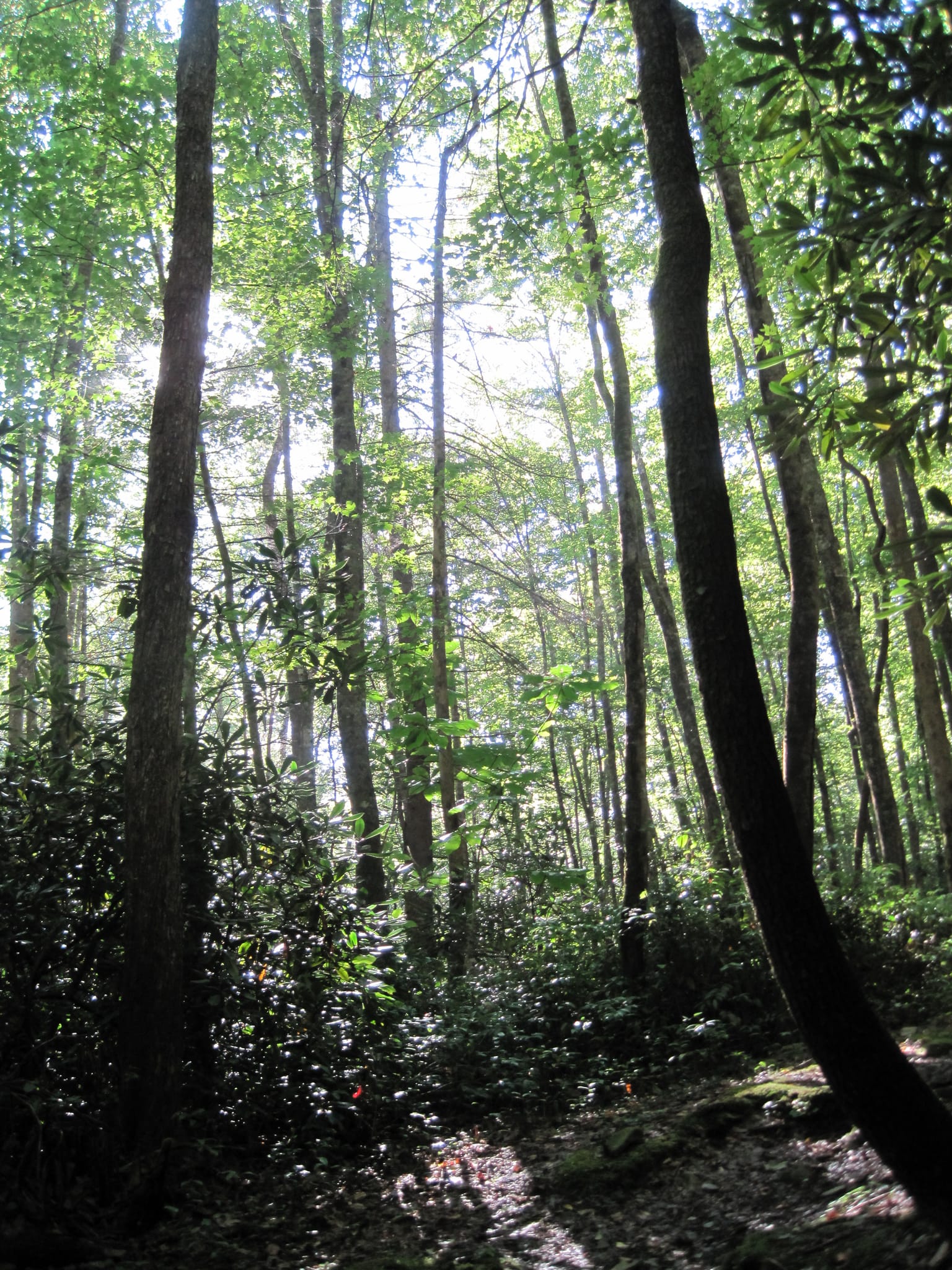 Hazel Creek Hike - Great Smoky Mountains, NC 186