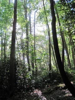 Hazel Creek Hike - Great Smoky Mountains, NC 186
