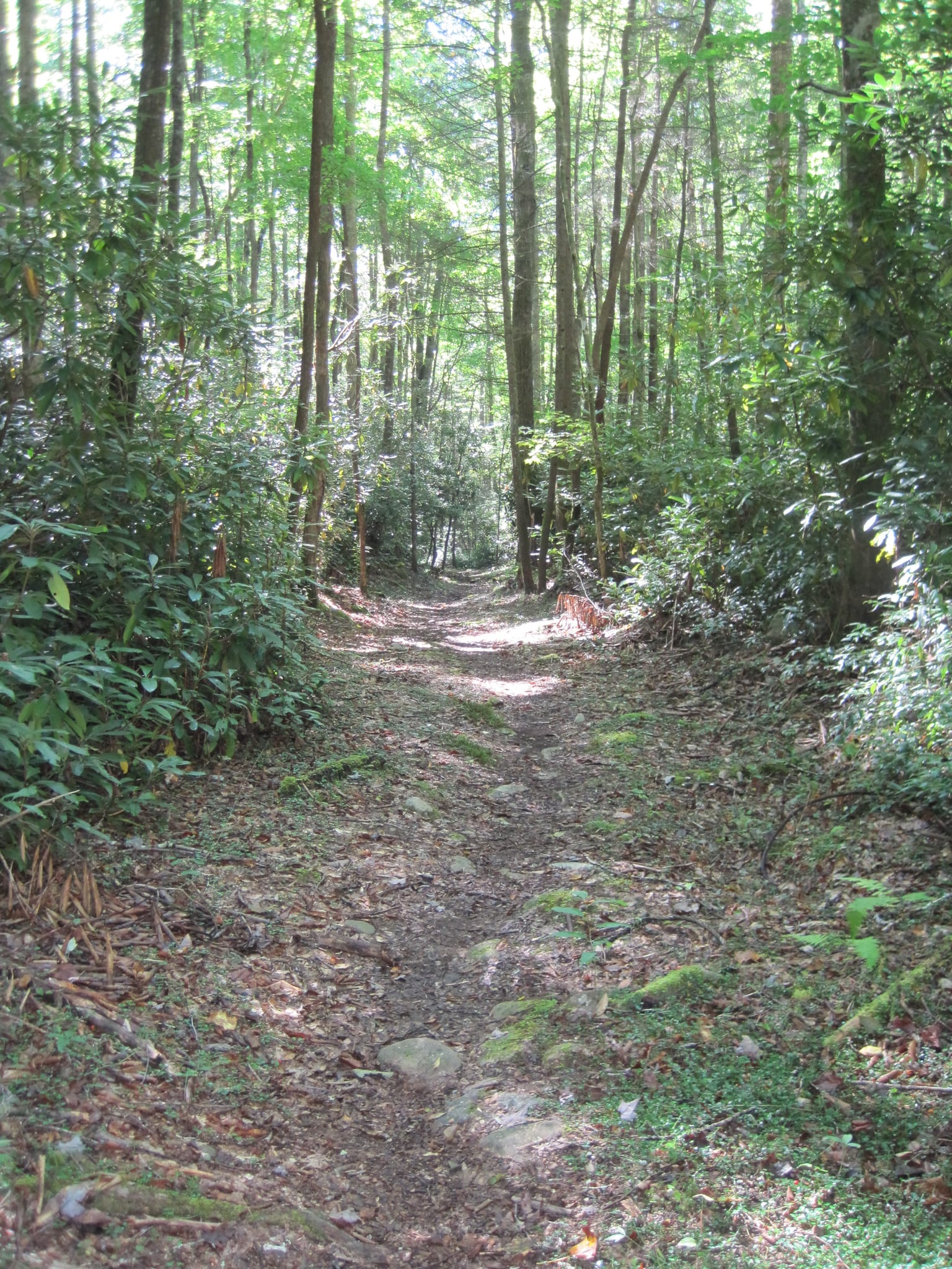 Hazel Creek Hike - Great Smoky Mountains, NC 190