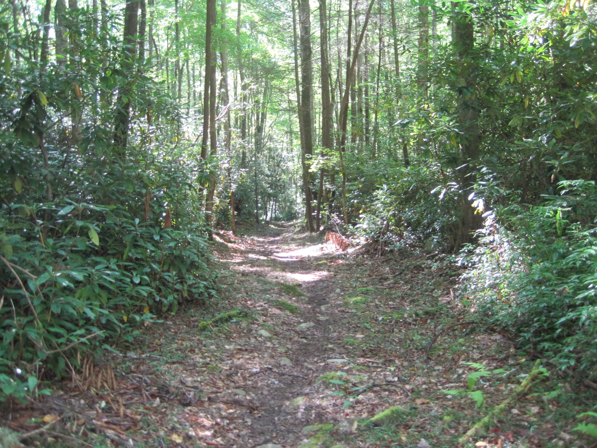 Hazel Creek Hike - Great Smoky Mountains, NC 10