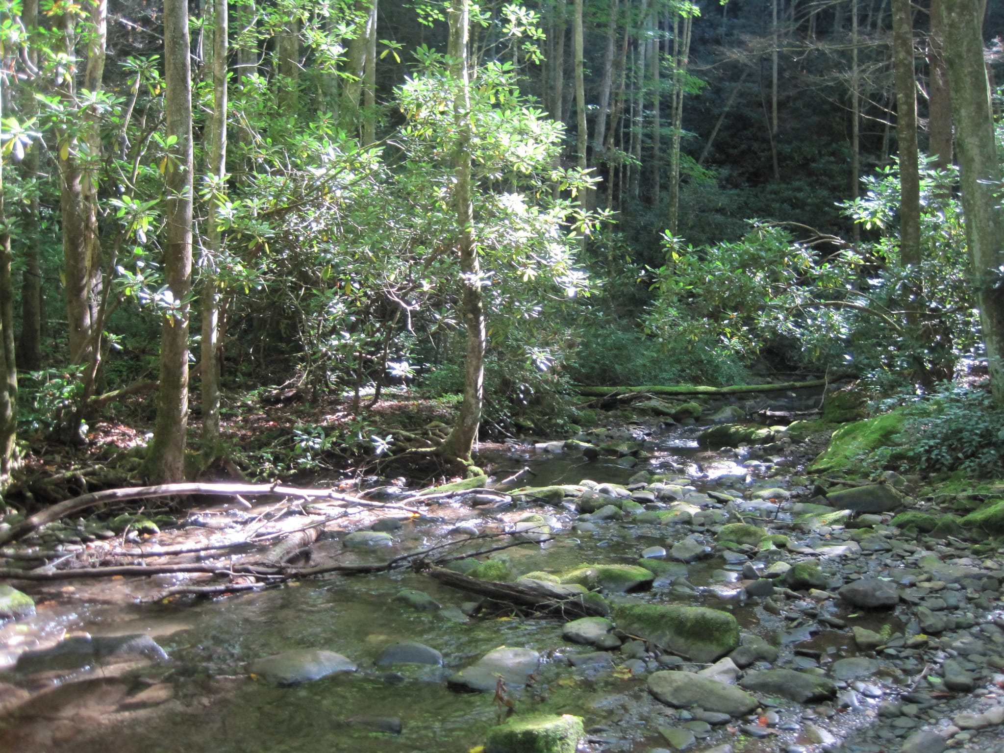 Hazel Creek Hike - Great Smoky Mountains, NC 11