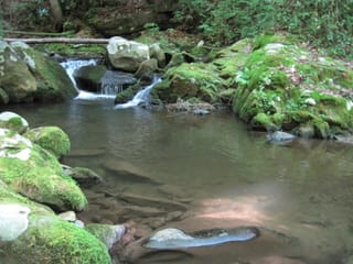 Hazel Creek Hike - Great Smoky Mountains, NC 192