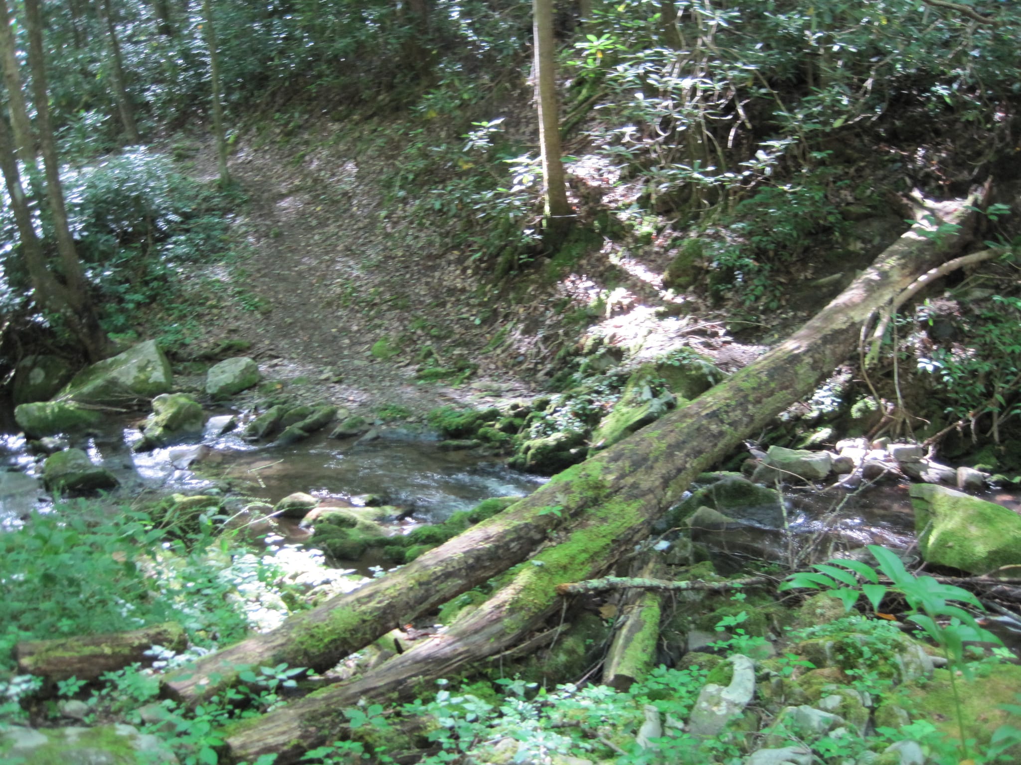 Hazel Creek Hike - Great Smoky Mountains, NC 13
