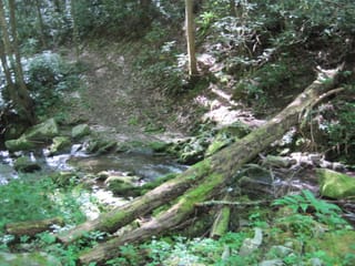 Hazel Creek Hike - Great Smoky Mountains, NC 13