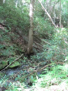 Hazel Creek Hike - Great Smoky Mountains, NC 194