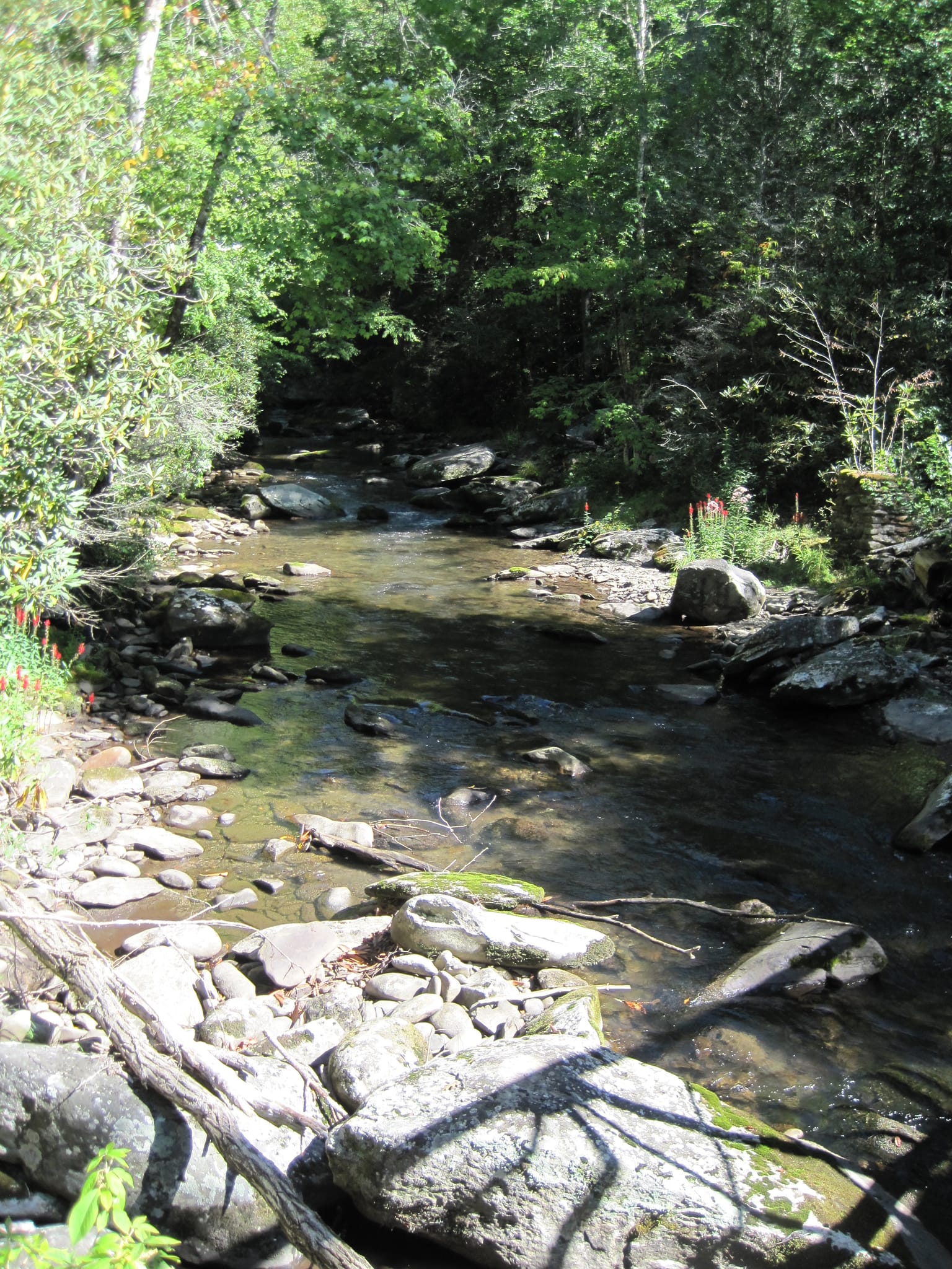 Hazel Creek Hike - Great Smoky Mountains, NC 203