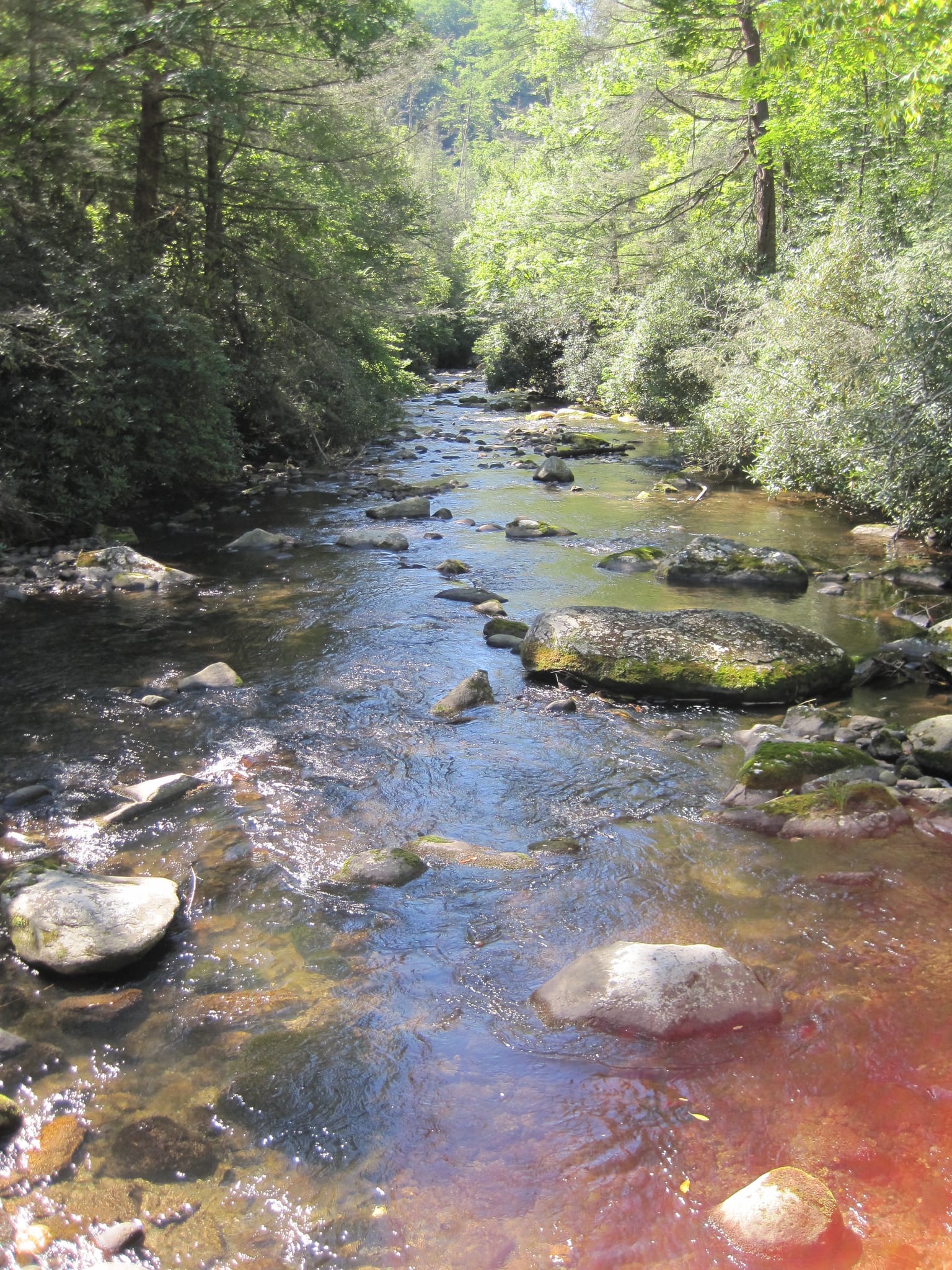 Hazel Creek Hike - Great Smoky Mountains, NC 204