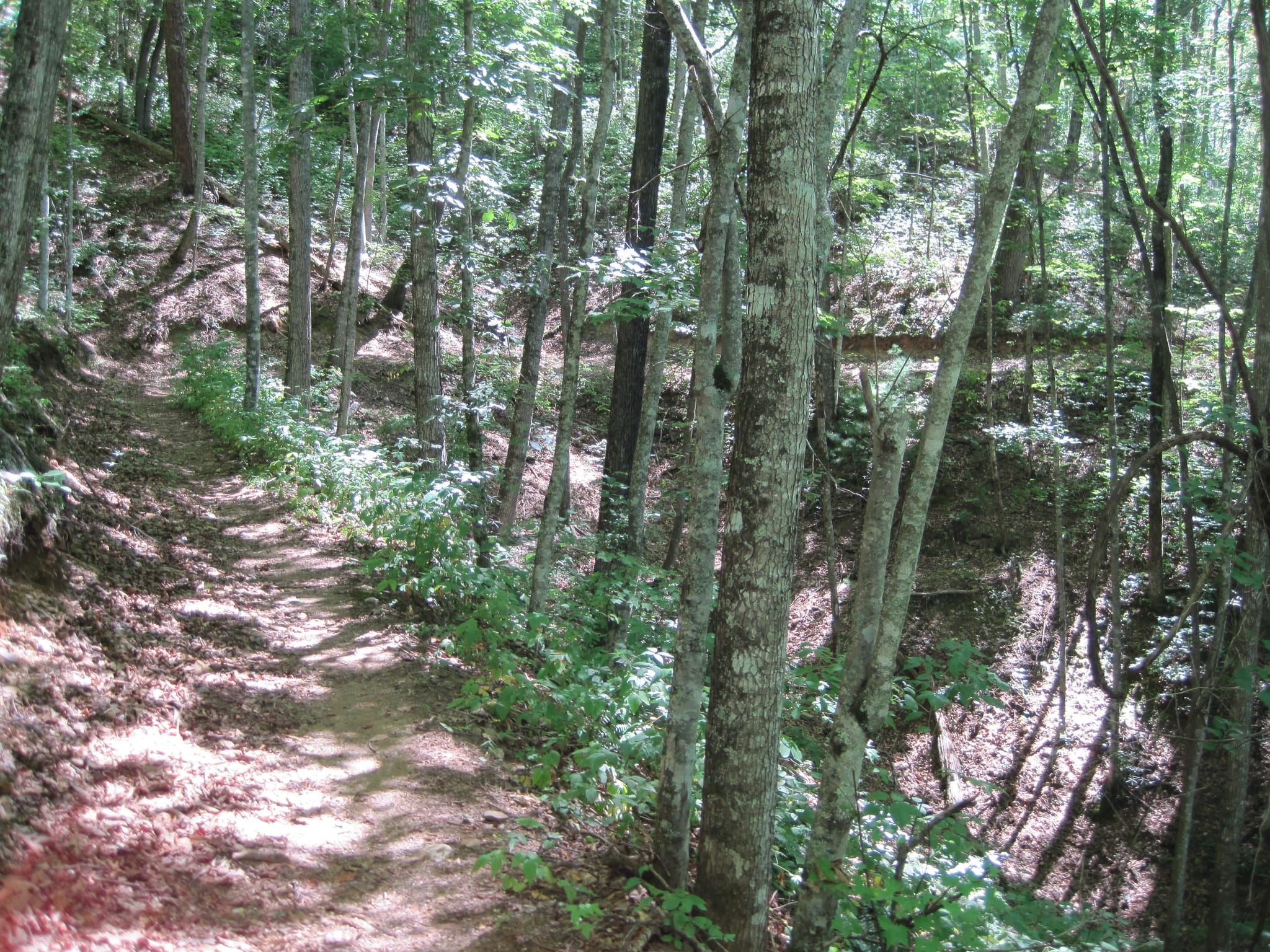 Hazel Creek Hike - Great Smoky Mountains, NC 21