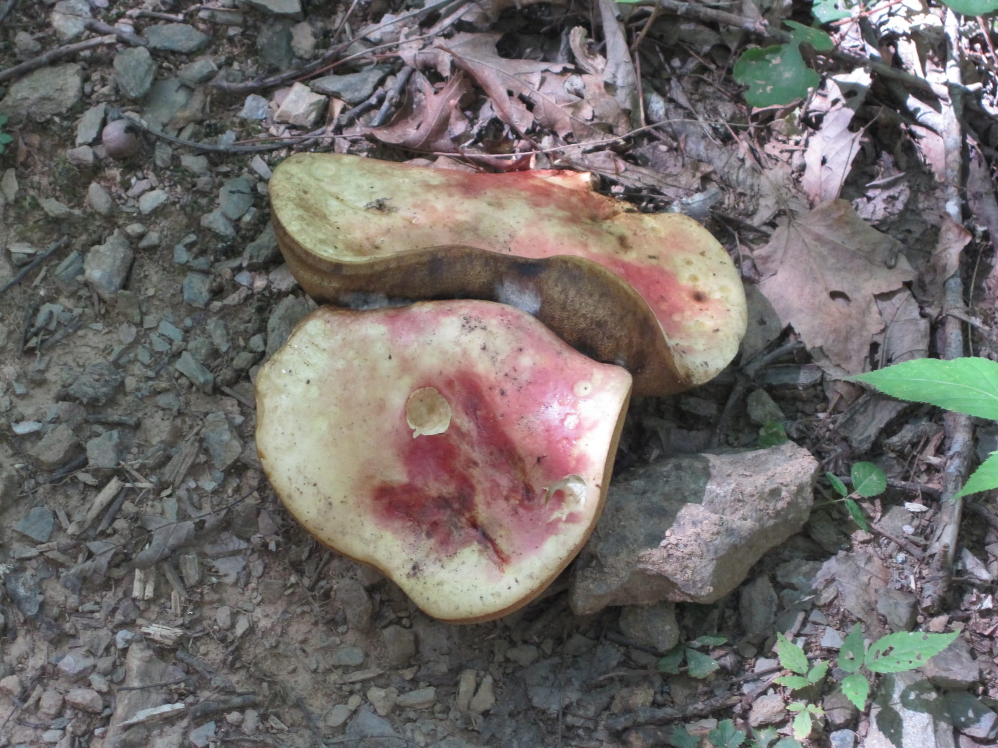 Hazel Creek Hike - Great Smoky Mountains, NC 23