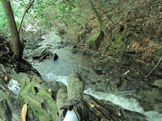 Hazel Creek Hike - Great Smoky Mountains, NC 31