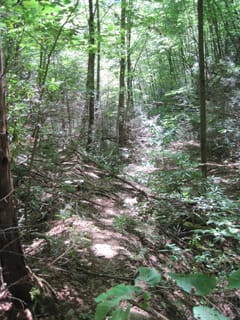 Hazel Creek Hike - Great Smoky Mountains, NC 213