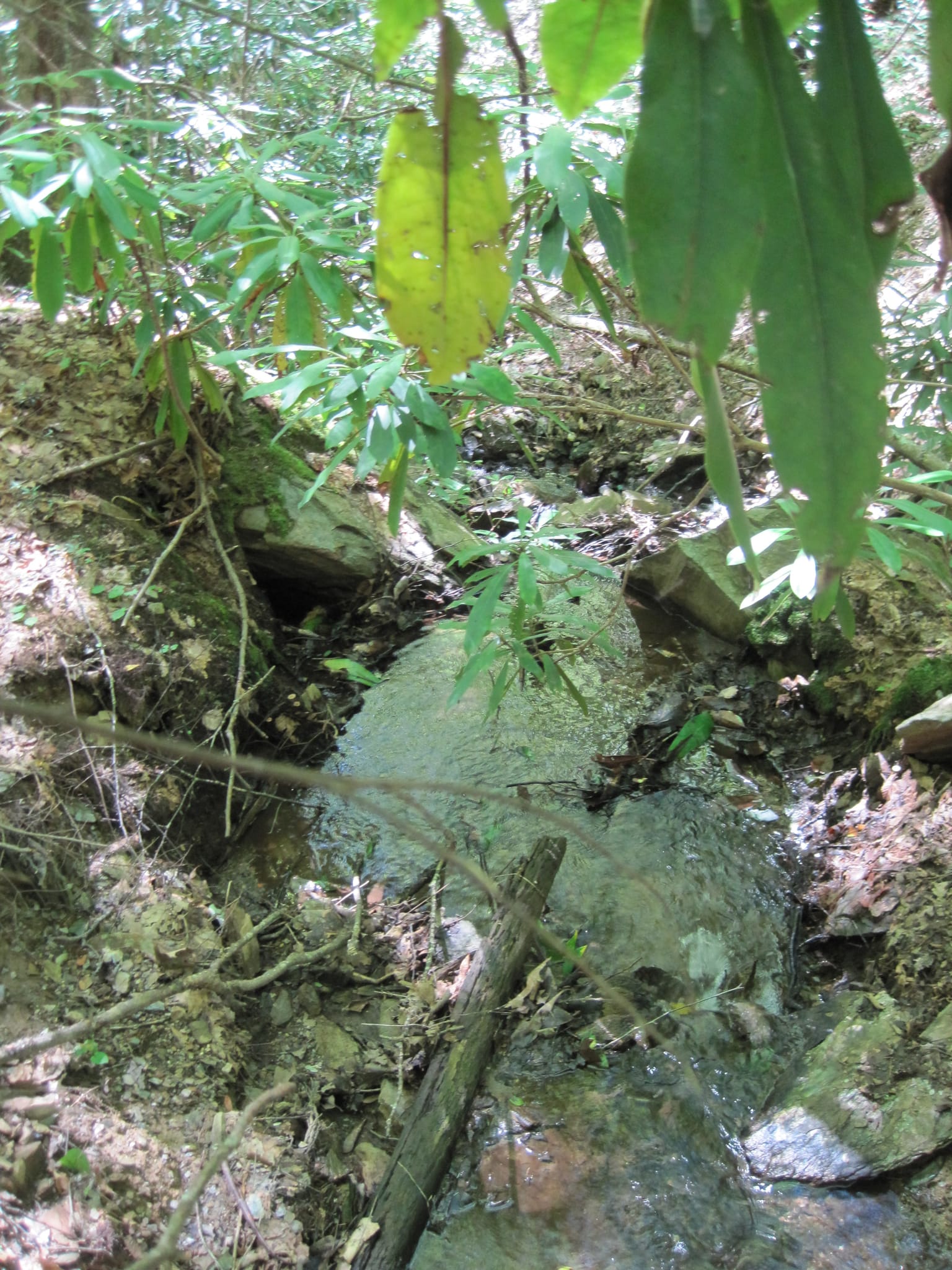Hazel Creek Hike - Great Smoky Mountains, NC 214