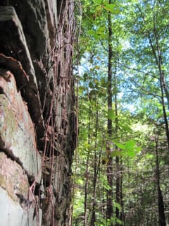 Hazel Creek Hike - Great Smoky Mountains, NC 218