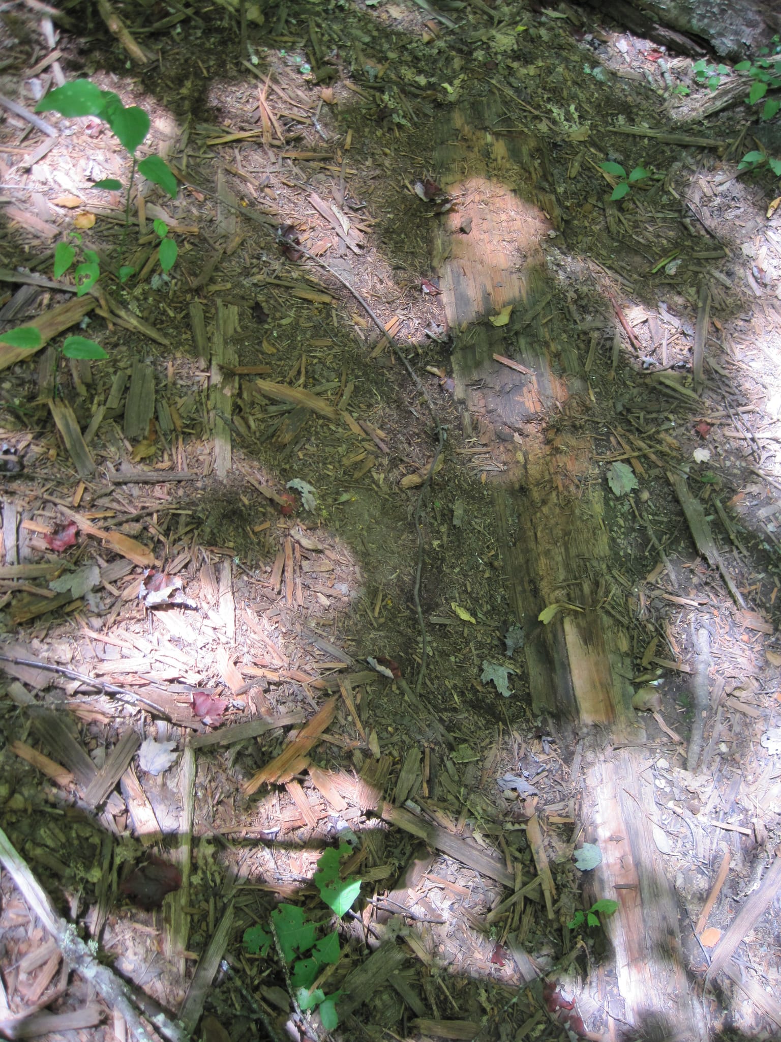 Hazel Creek Hike - Great Smoky Mountains, NC 255