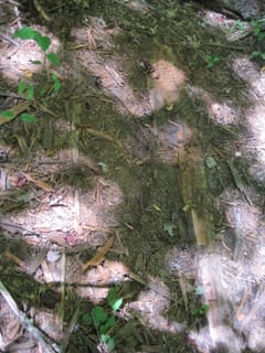 Hazel Creek Hike - Great Smoky Mountains, NC 255