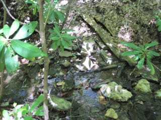 Hazel Creek Hike - Great Smoky Mountains, NC 47