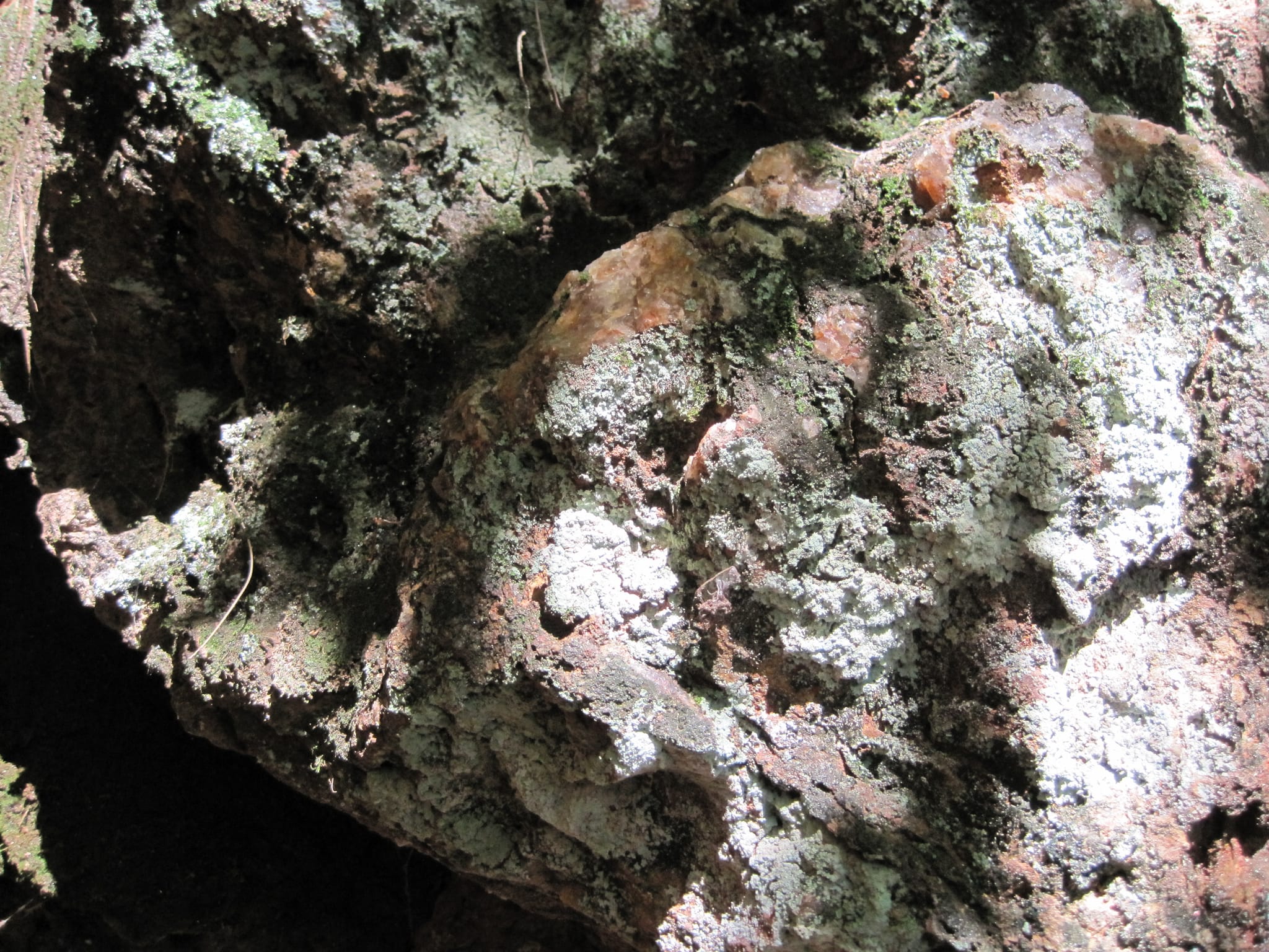 Hazel Creek Hike - Great Smoky Mountains, NC 67