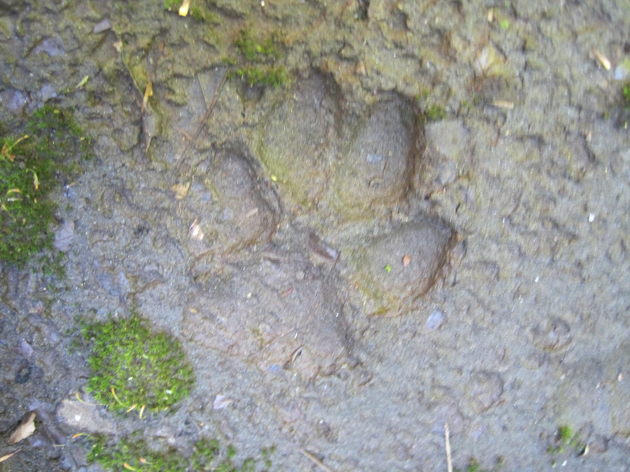 Hazel Creek Hike - Great Smoky Mountains, NC 234
