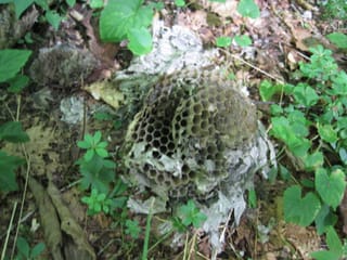 Hornet's nest - Hazel Creek Hike - Great Smoky Mountains, NC 87