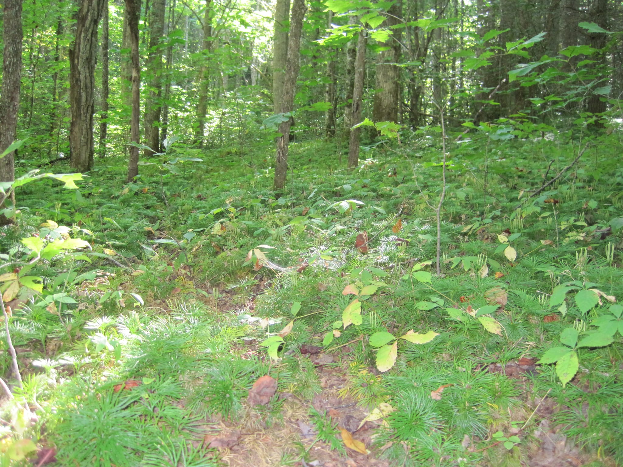 Hazel Creek Hike - Great Smoky Mountains, NC 88