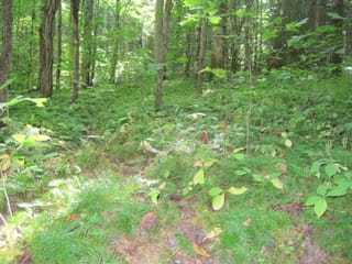 Hazel Creek Hike - Great Smoky Mountains, NC 88