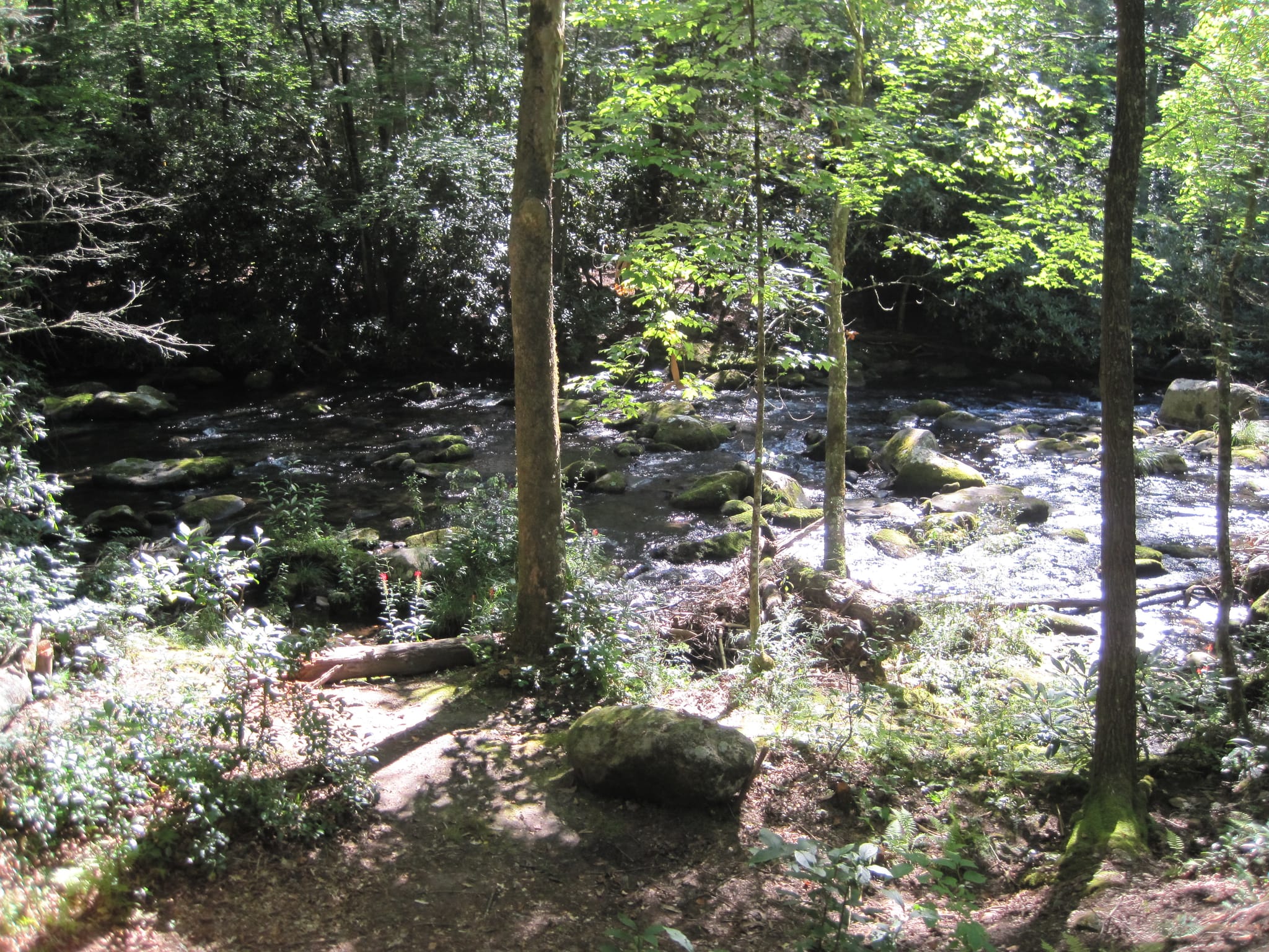Hazel Creek Hike - Great Smoky Mountains, NC 107