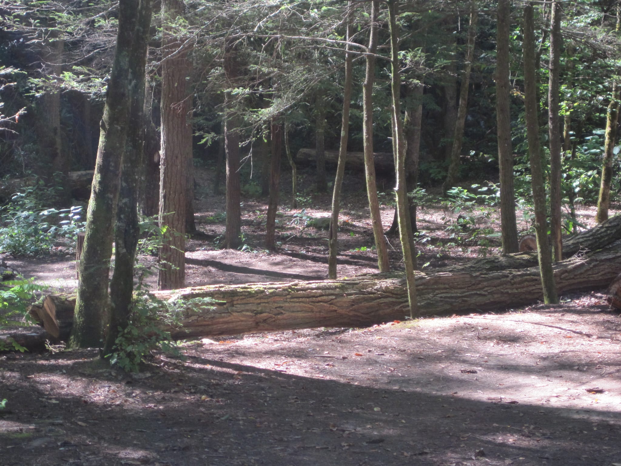 Hazel Creek Hike - Great Smoky Mountains, NC 112