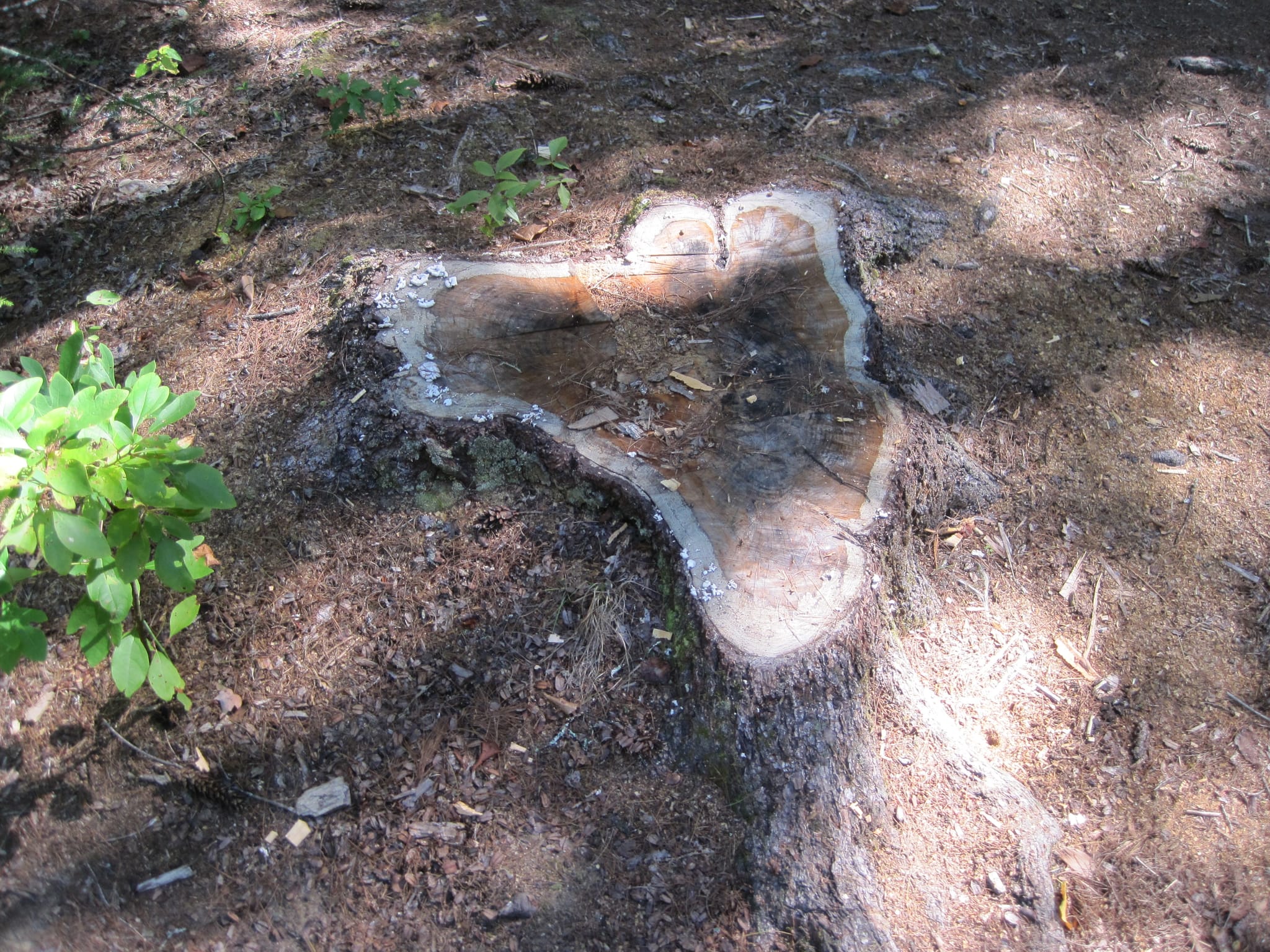 Hazel Creek Hike - Great Smoky Mountains, NC 115