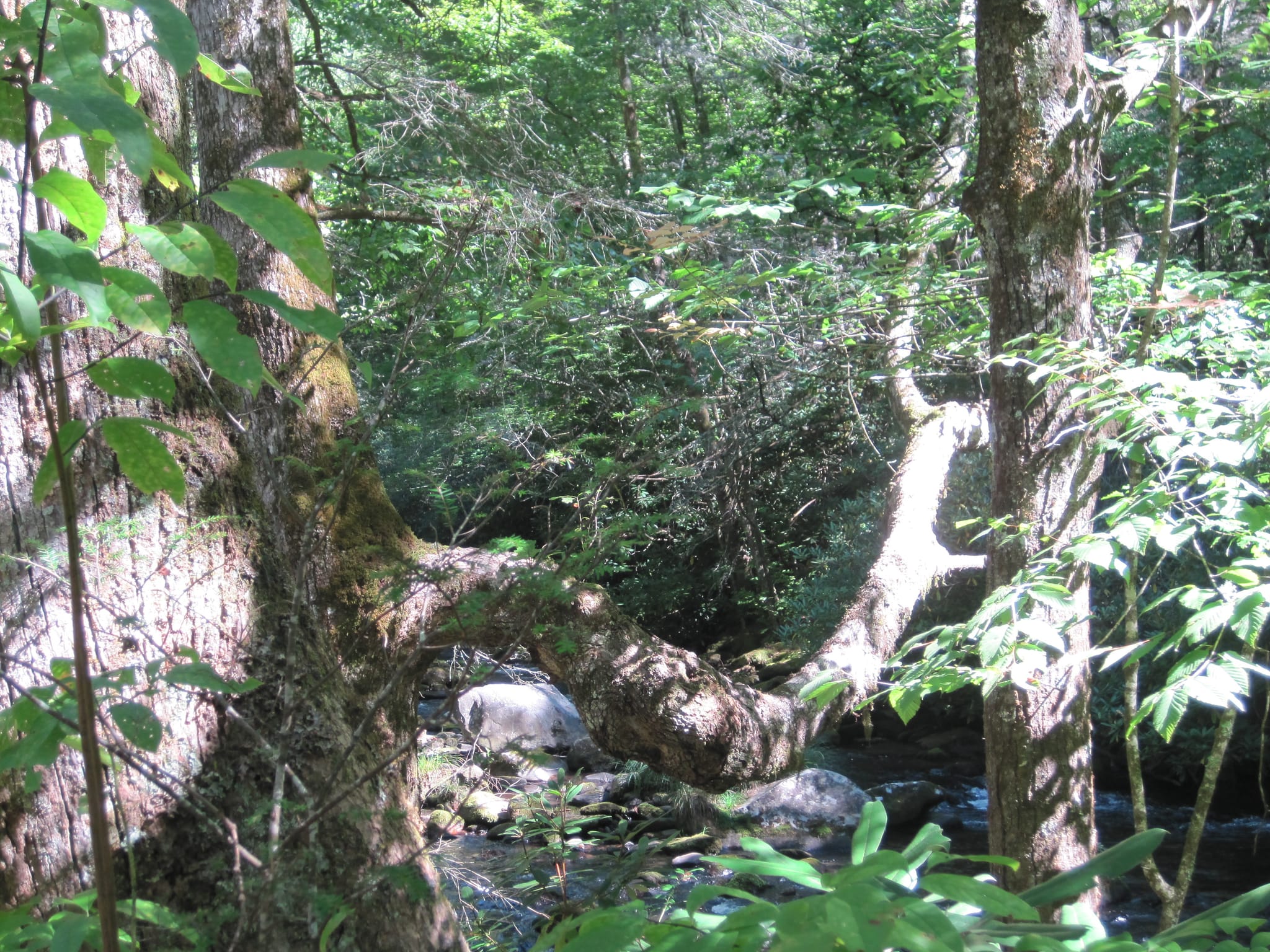 Hazel Creek Hike - Great Smoky Mountains, NC 117