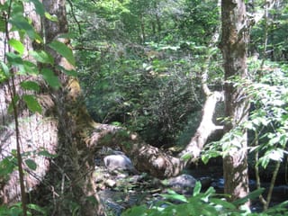 Hazel Creek Hike - Great Smoky Mountains, NC 117
